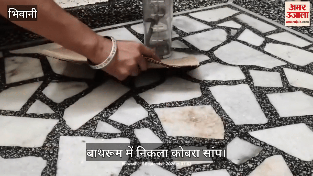 Cobra snake caught from the bathroom of the house