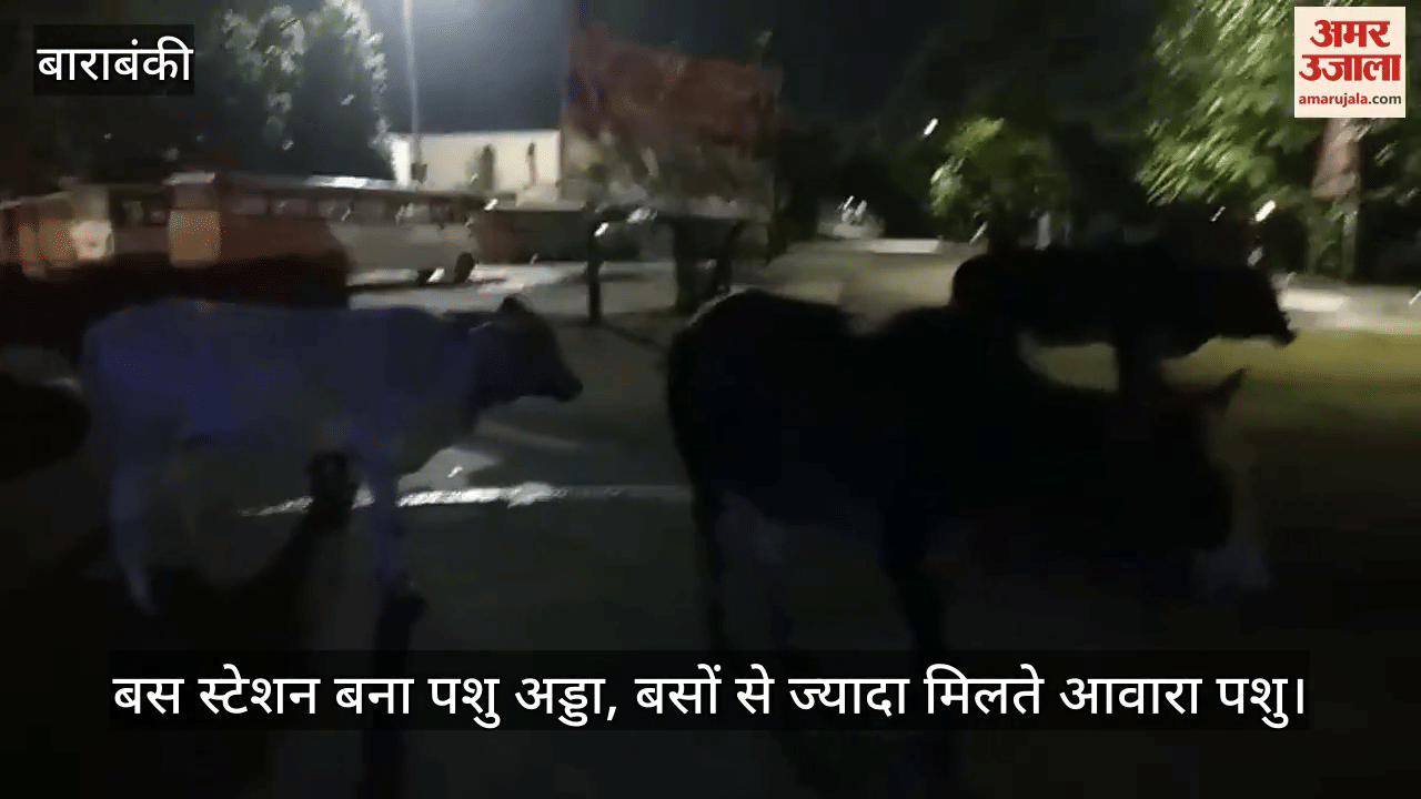 बाराबंकी बस स्टेशन बना पशु अड्डा, बसों से ज्यादा मिलते आवारा पशु