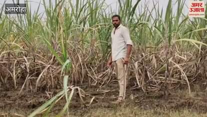 The stagnant floodwater has caused root rot in the sugarcane crop, raising concerns among farmers