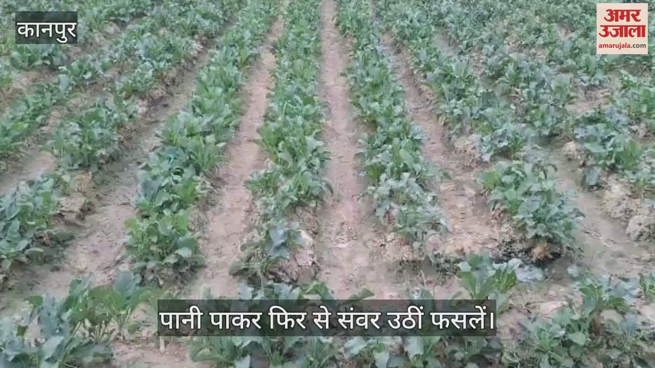 कानपुर के भीतरगांव में हल्की बारिश से जंगल की खेती में नई रौनक