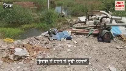 Crops submerged in water in Hisar