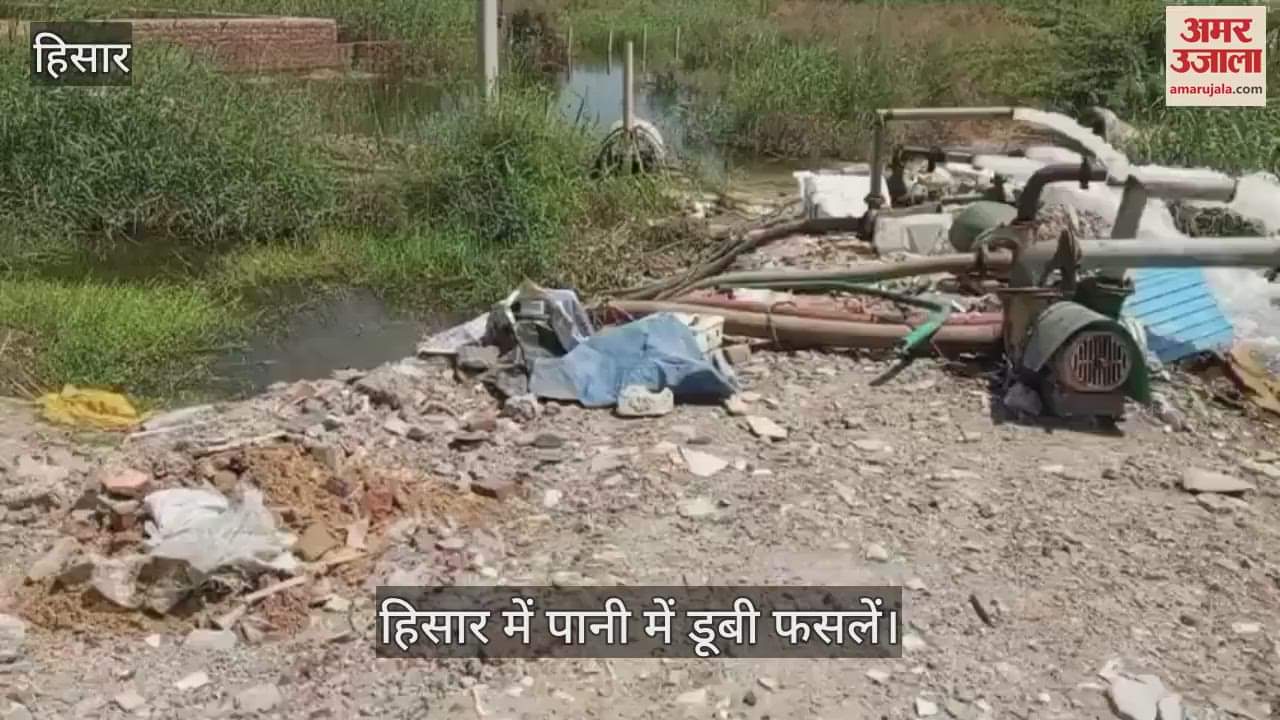 Crops submerged in water in Hisar