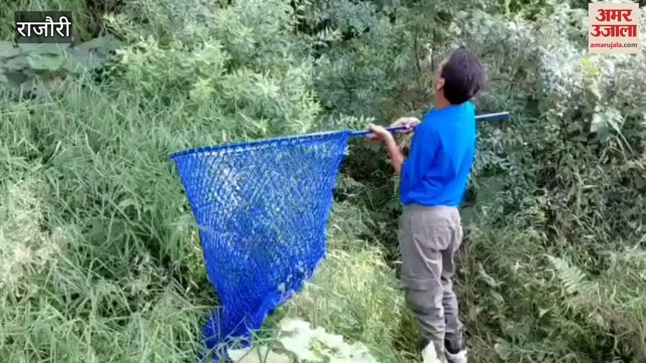 Forest department rescues black cat from a 70 feet high tree