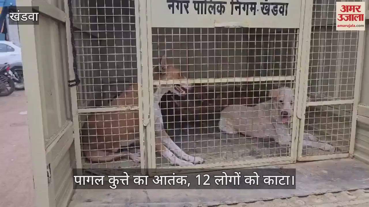 Mad dog causes panic bites 12 people