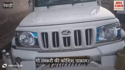 Police freed seven cows