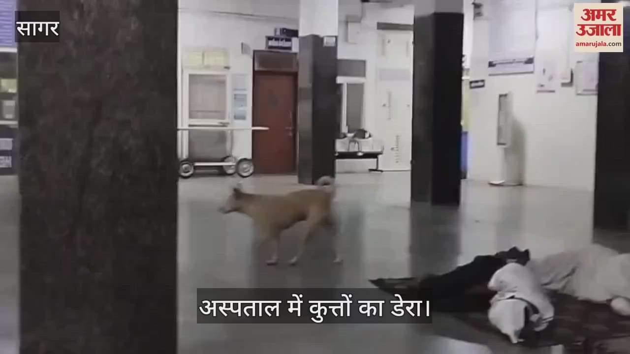 Dogs roam the children's ward of the district hospital; they can commit an incident at any time.