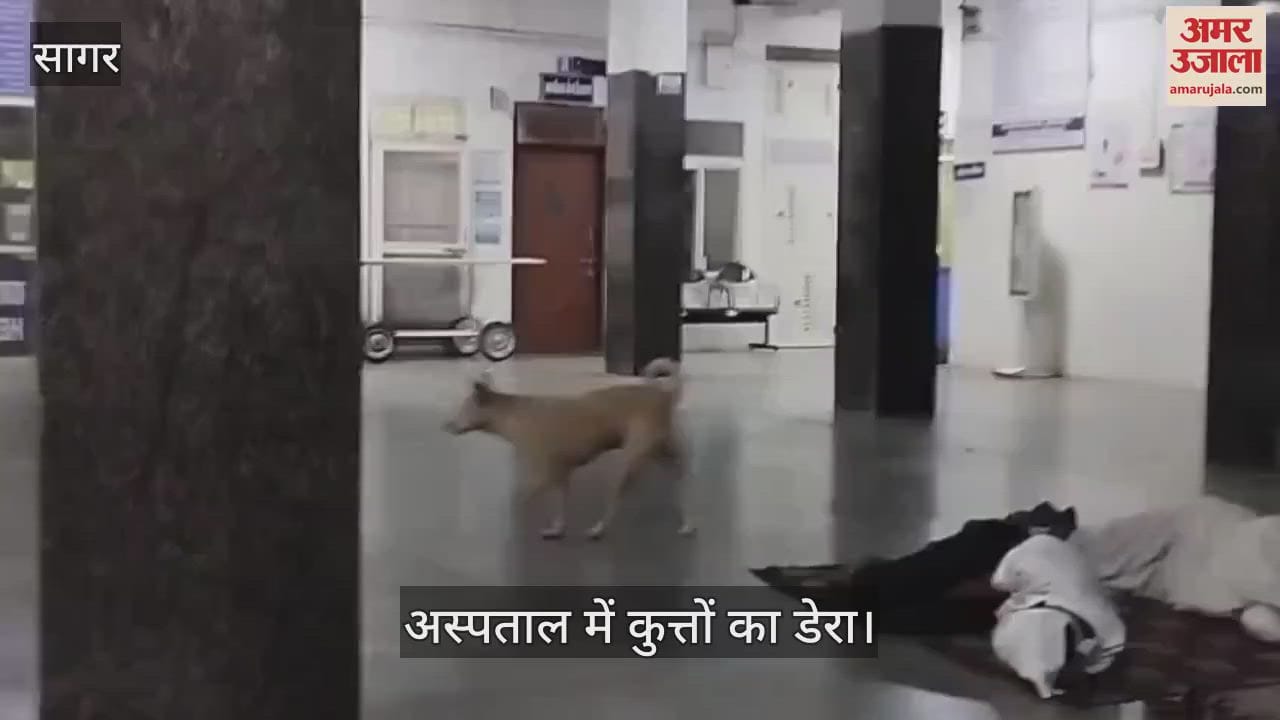 Dogs roam the children's ward of the district hospital; they can commit an incident at any time.