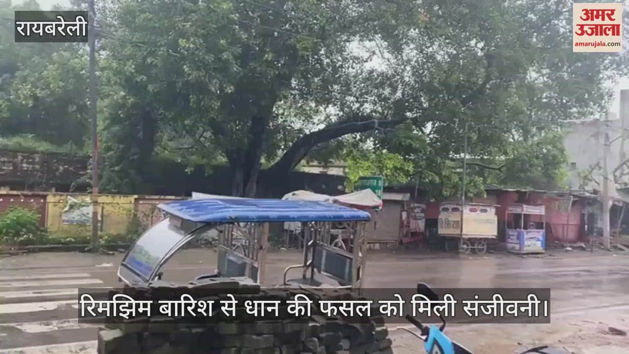 रायबरेली में रिमझिम बारिश से धान की फसल को मिली संजीवनी