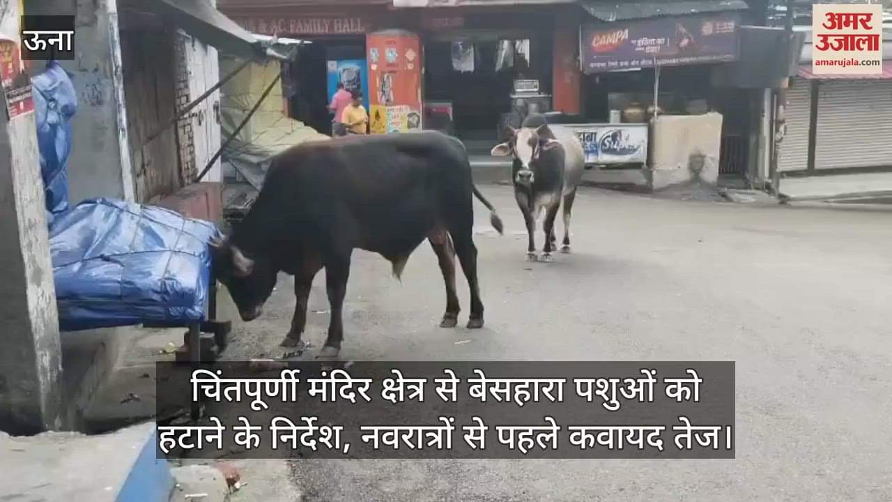 Instructions issued to remove stray animals from the Chintpurni temple area, efforts intensified before Navratri.