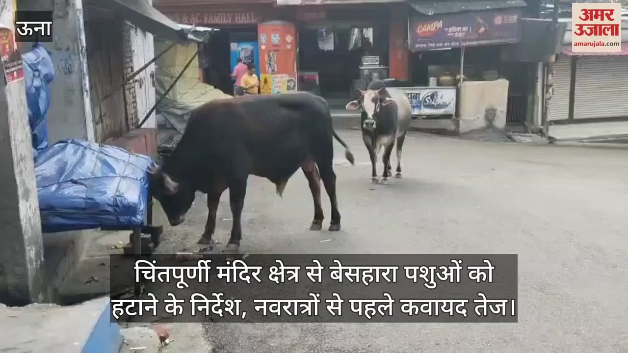 Instructions issued to remove stray animals from the Chintpurni temple area, efforts intensified before Navratri.