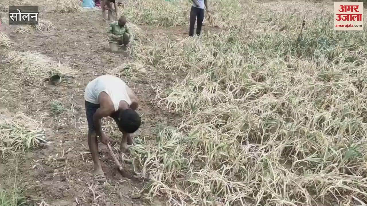 Solan Work of extracting garlic started in the district, garlic reached the market