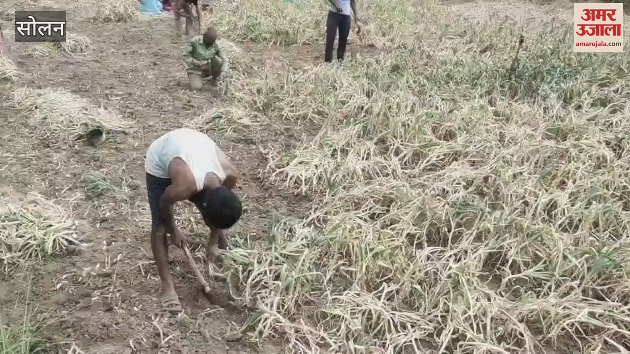 Solan Work of extracting garlic started in the district, garlic reached the market