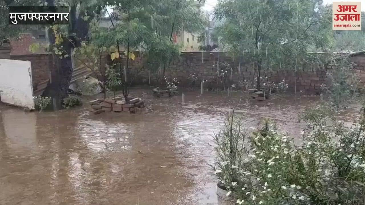 Heavy rain in Muzaffarnagar increased the problems of farmers, wheat crop got wet in the fields