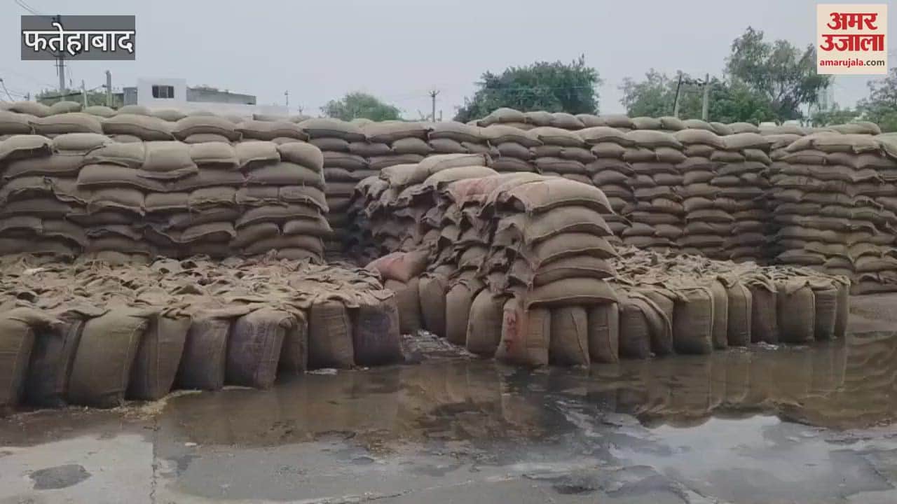 Sacks full of wet wheat in the old grain market of Fatehabad