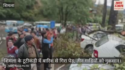 Tree fell due to rain in Tutikandi, Shimla, three vehicles damaged