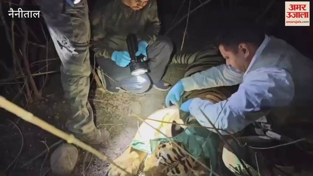 Fifth tiger caught to be sent to Rajaji Park in ramnagar