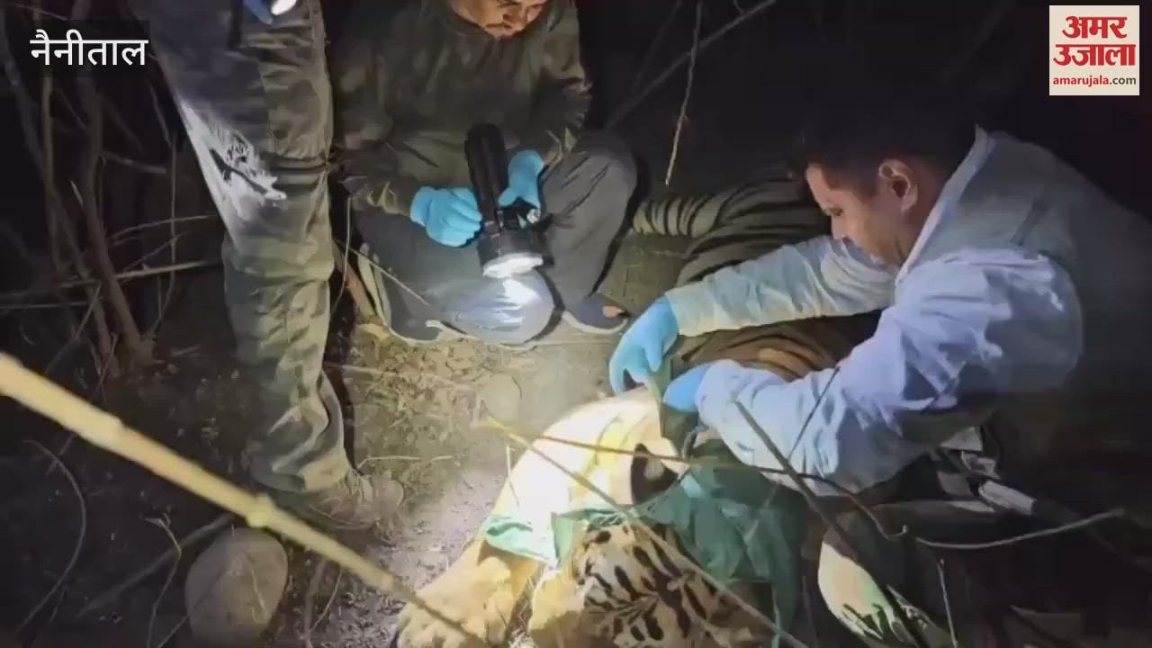 Fifth tiger caught to be sent to Rajaji Park in ramnagar