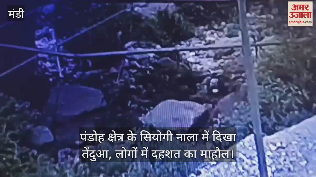 Leopard seen in Siyogi Nala of Pandoh area, panic among people