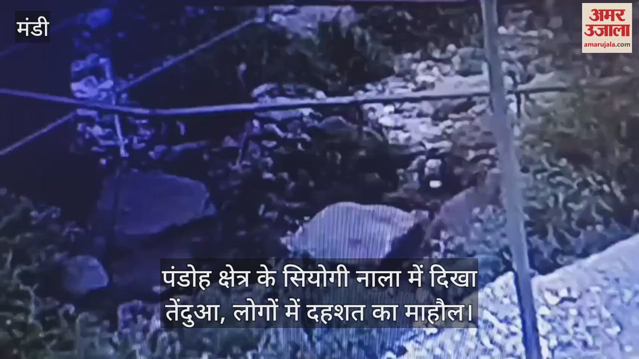 Leopard seen in Siyogi Nala of Pandoh area, panic among people