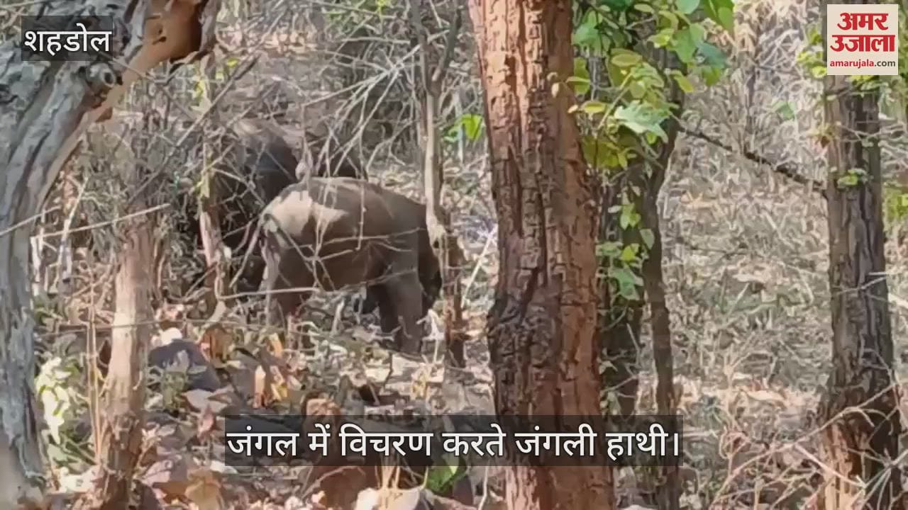 Shahdol News: A herd of wild elephants seen in Kundul water of Byahari