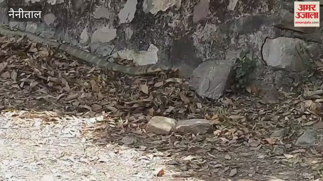 King cobra swallowed the snake in Naukuchiatal