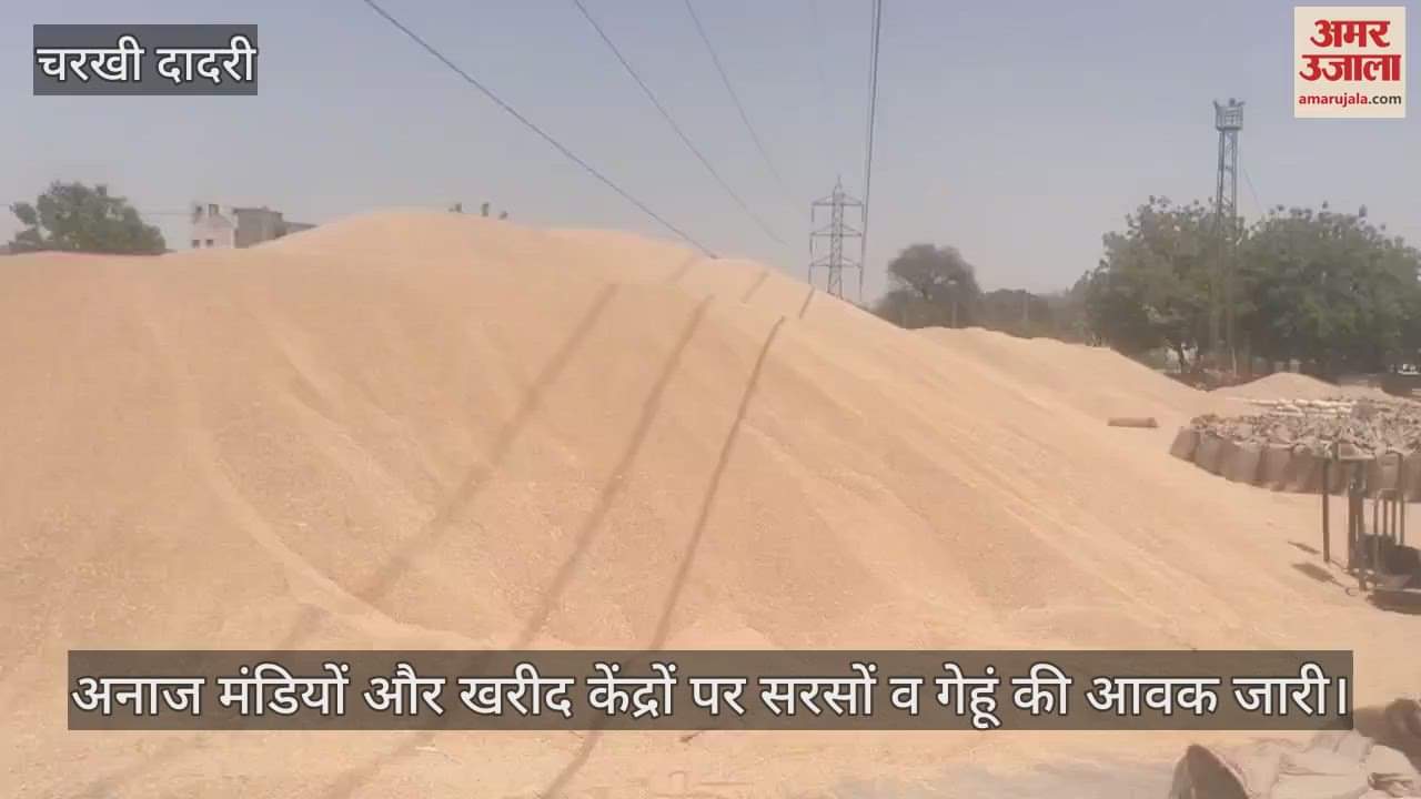 Arrival of wheat and paddy in Charkhi Dadri