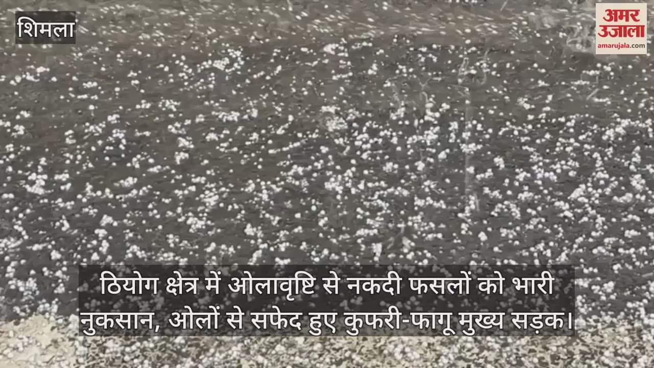 Heavy damage to cash crops due to hailstorm in Theog area, Kufri-Fagu main road turned white due to hail