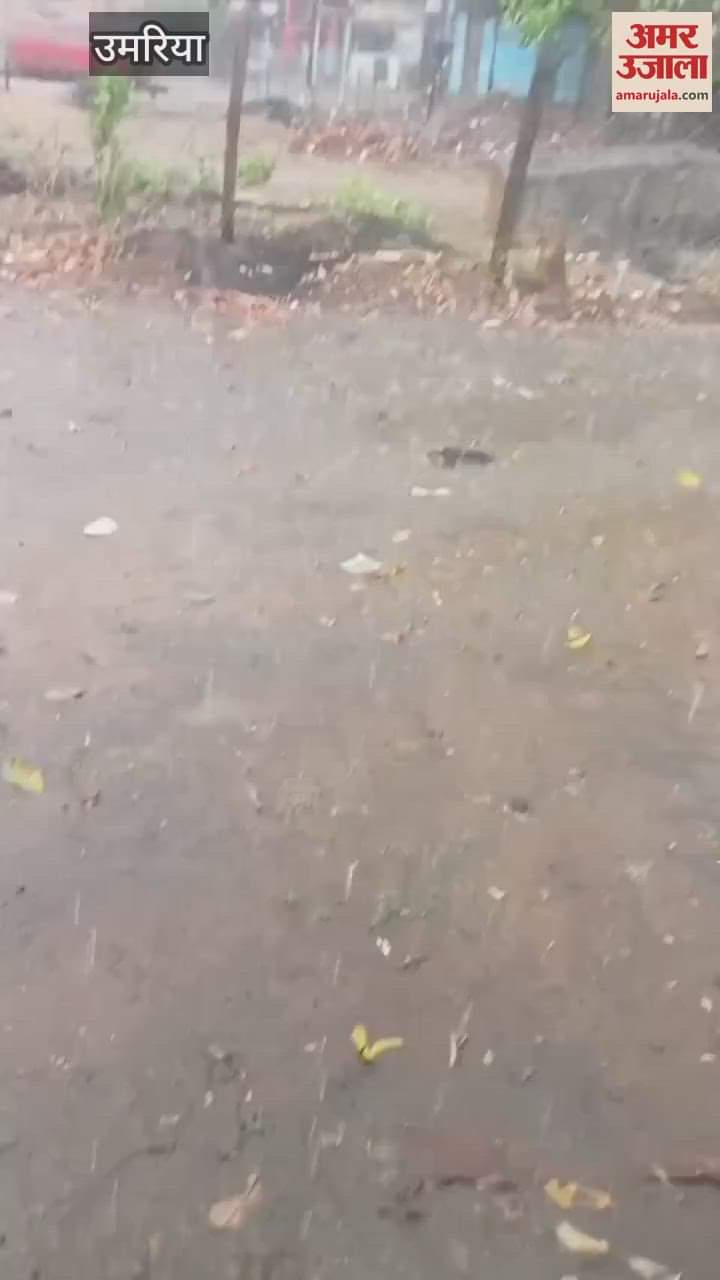 Weather changed in Umaria, there is a possibility of damage to crops due to rain