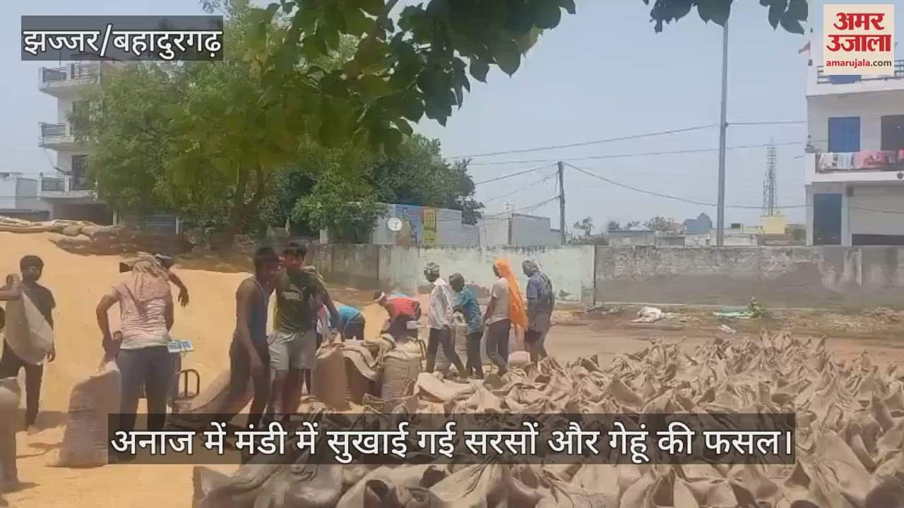 Wheat and mustard crops dried in Jhajjar grain market