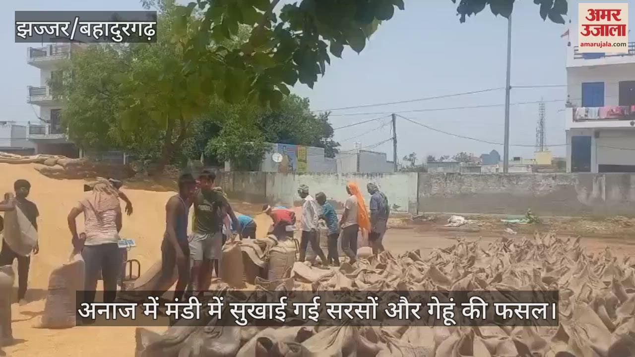 Wheat and mustard crops dried in Jhajjar grain market