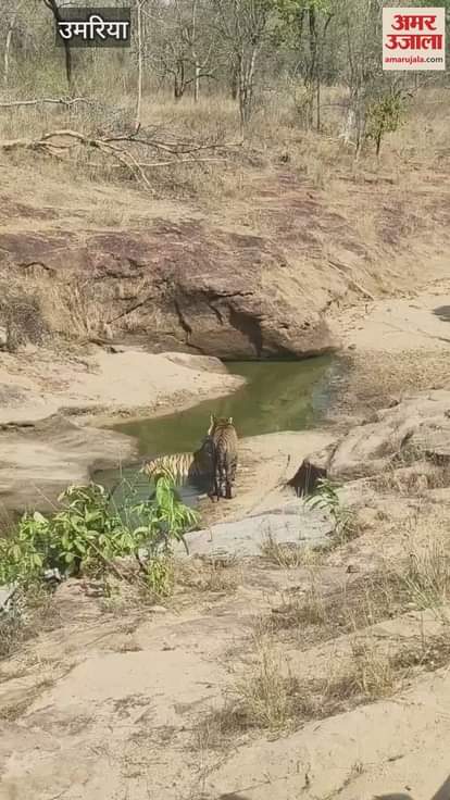 A rare sight was seen in Khitauli zone of Bandhavgarh Tiger Reserve