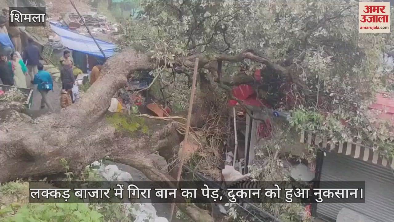 Ban tree fell in Lakkar Bazaar, shop damaged