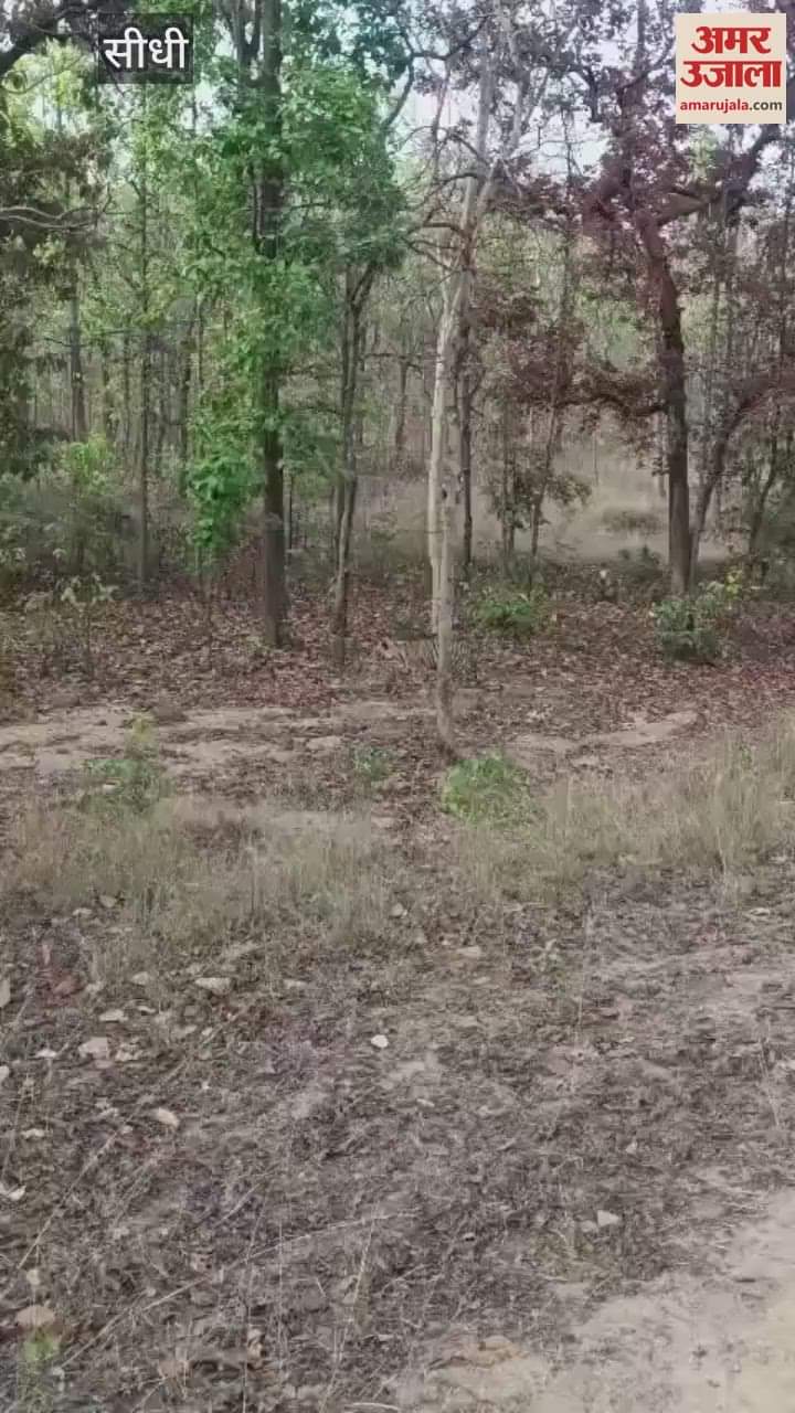 When the tigress met the tiger, the tourists were thrilled