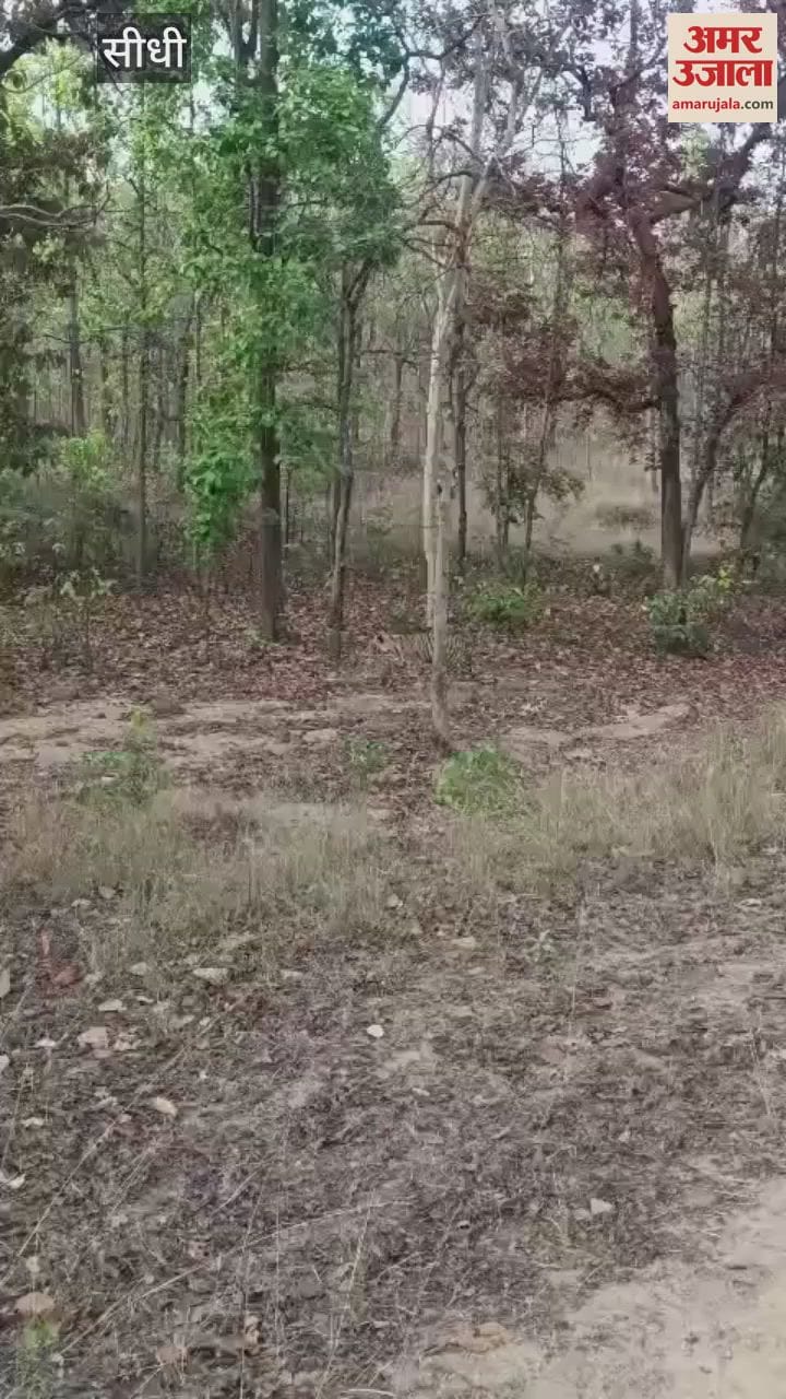 When the tigress met the tiger, the tourists were thrilled