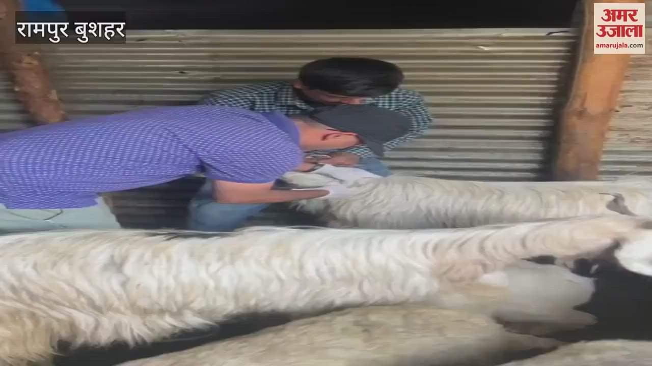 Rampur Bushahr Animal Husbandry Department Rampur launched special health campaign