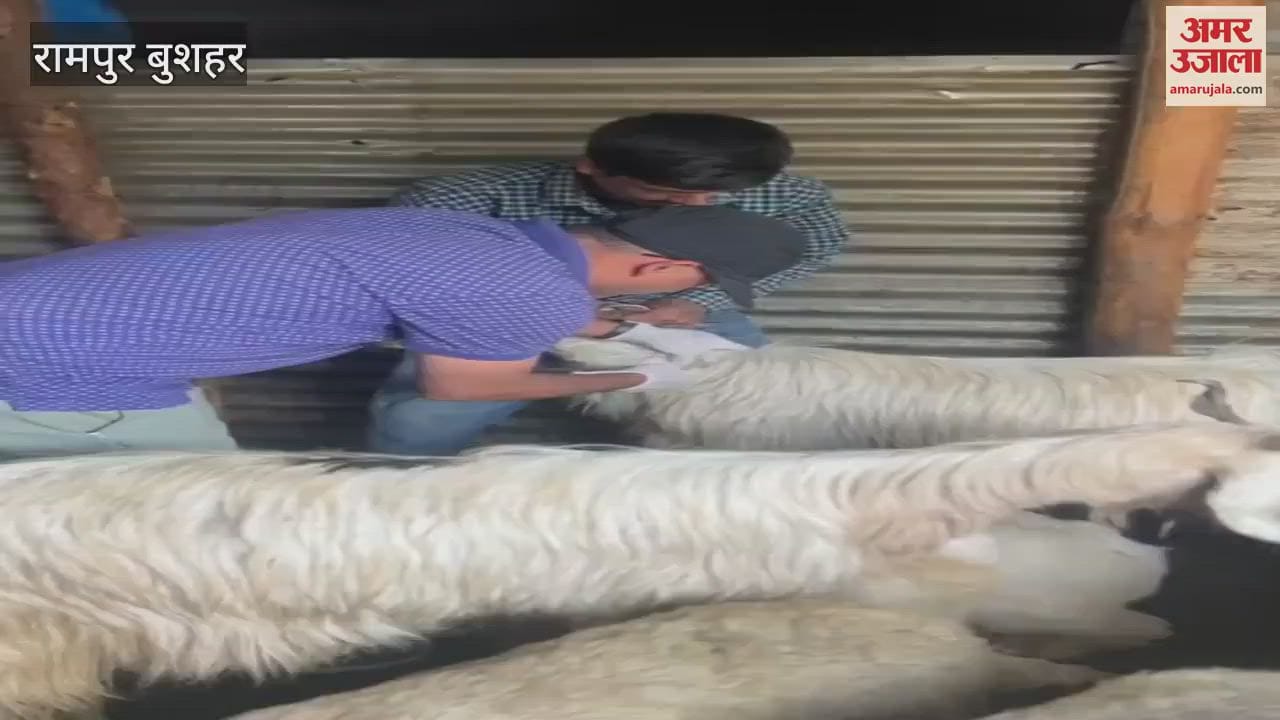Rampur Bushahr Animal Husbandry Department Rampur launched special health campaign