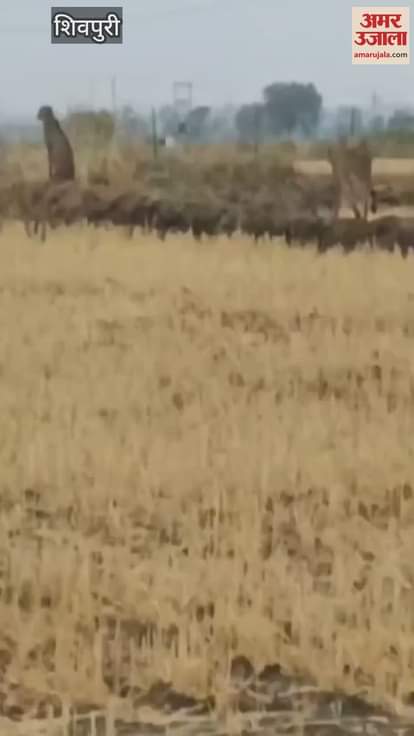 shivpuri-Five leopards from Kuno National Park of Sheopur reached the border of Shivpuri as a herd