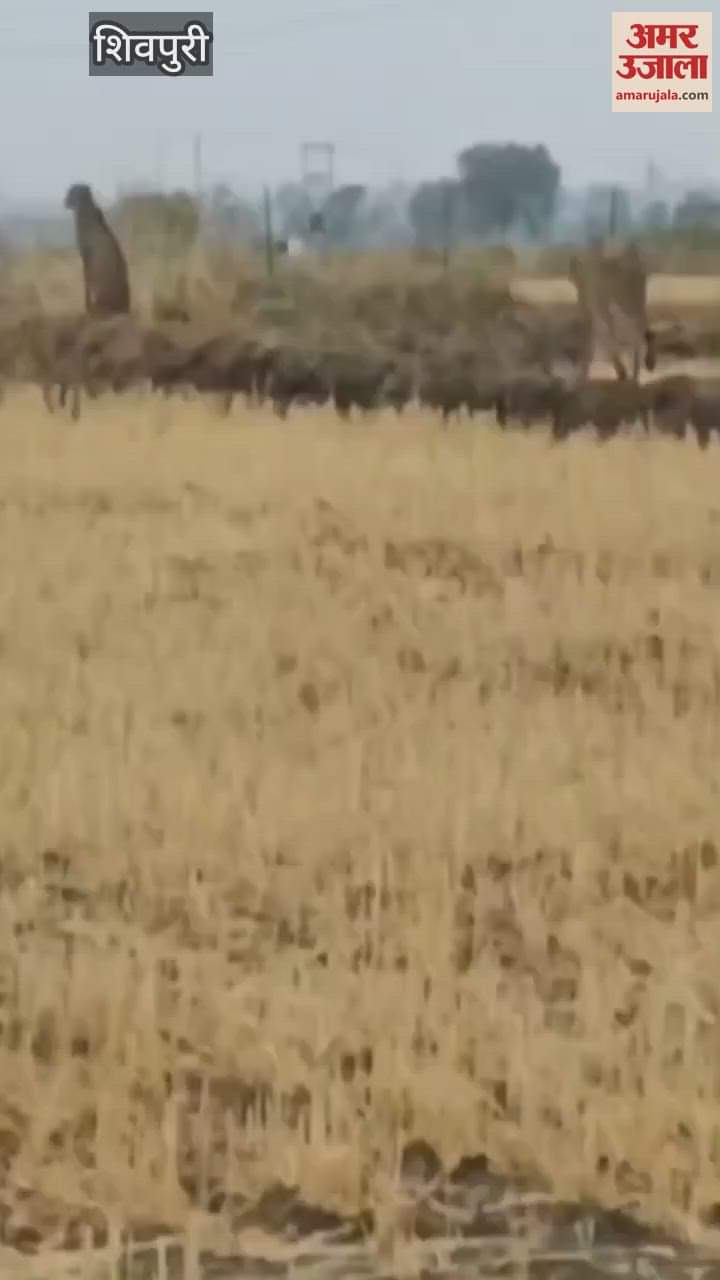 shivpuri-Five leopards from Kuno National Park of Sheopur reached the border of Shivpuri as a herd