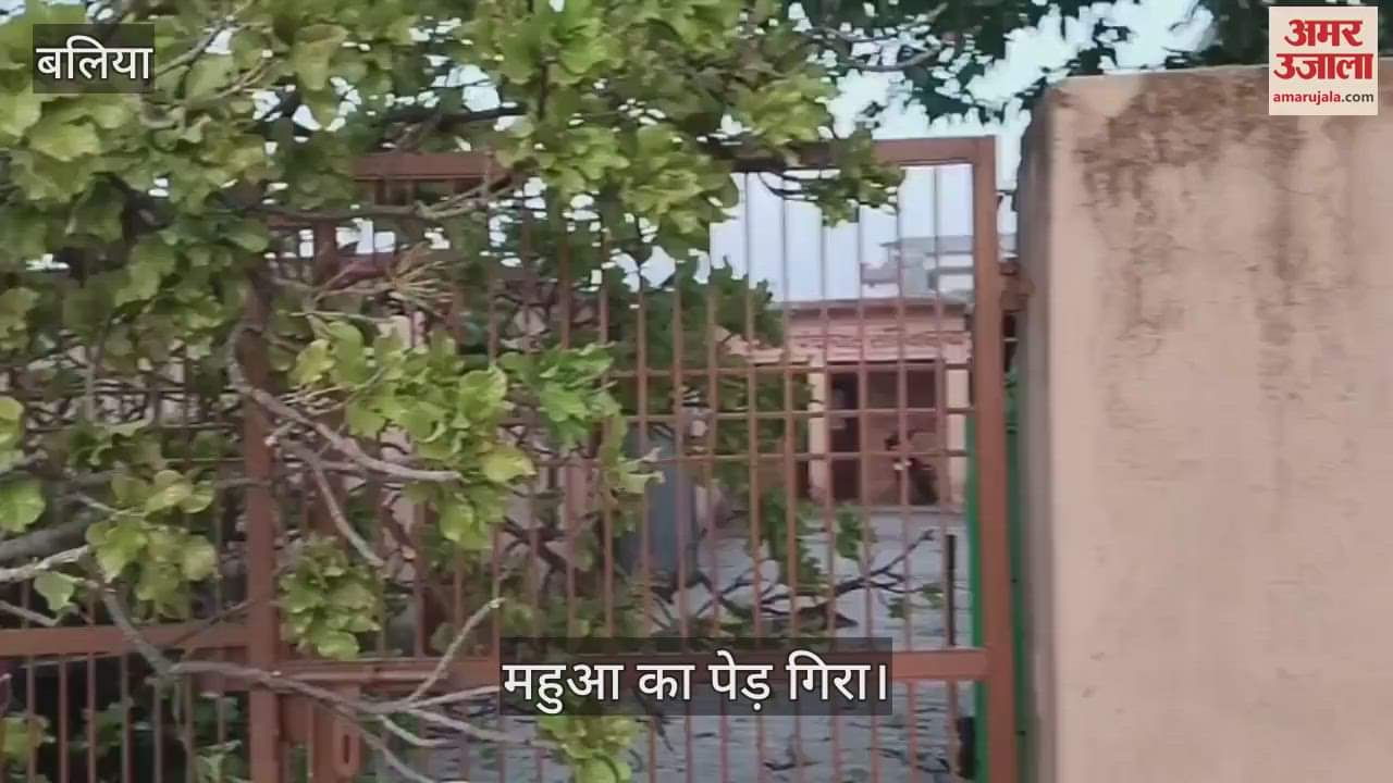 The boundary of Panchayat Bhawan in Bairia of Ballia was damaged Mahua tree fell, accident averted