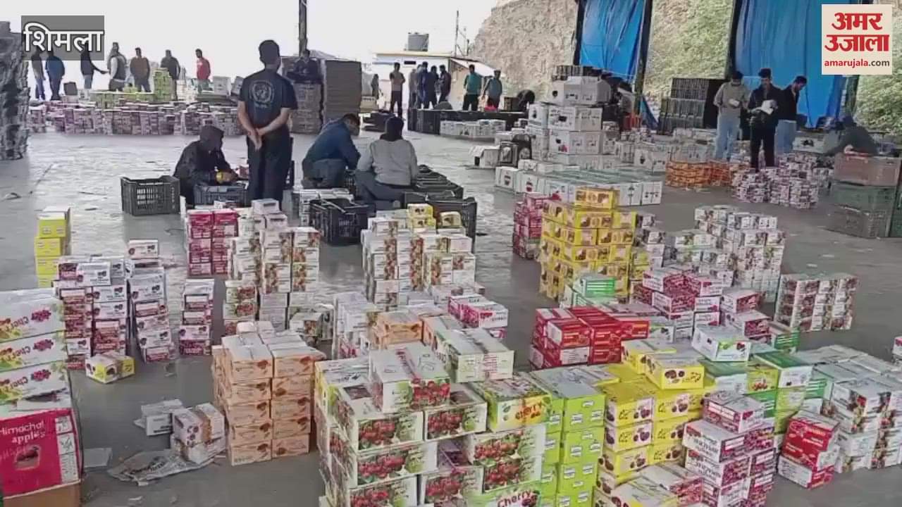 Shimla Cherry prices fall due to air supply disruption