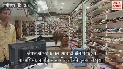 Barasingha strayed from the forest and reached the populated area, entered the shoe shop in Nadain Chowk