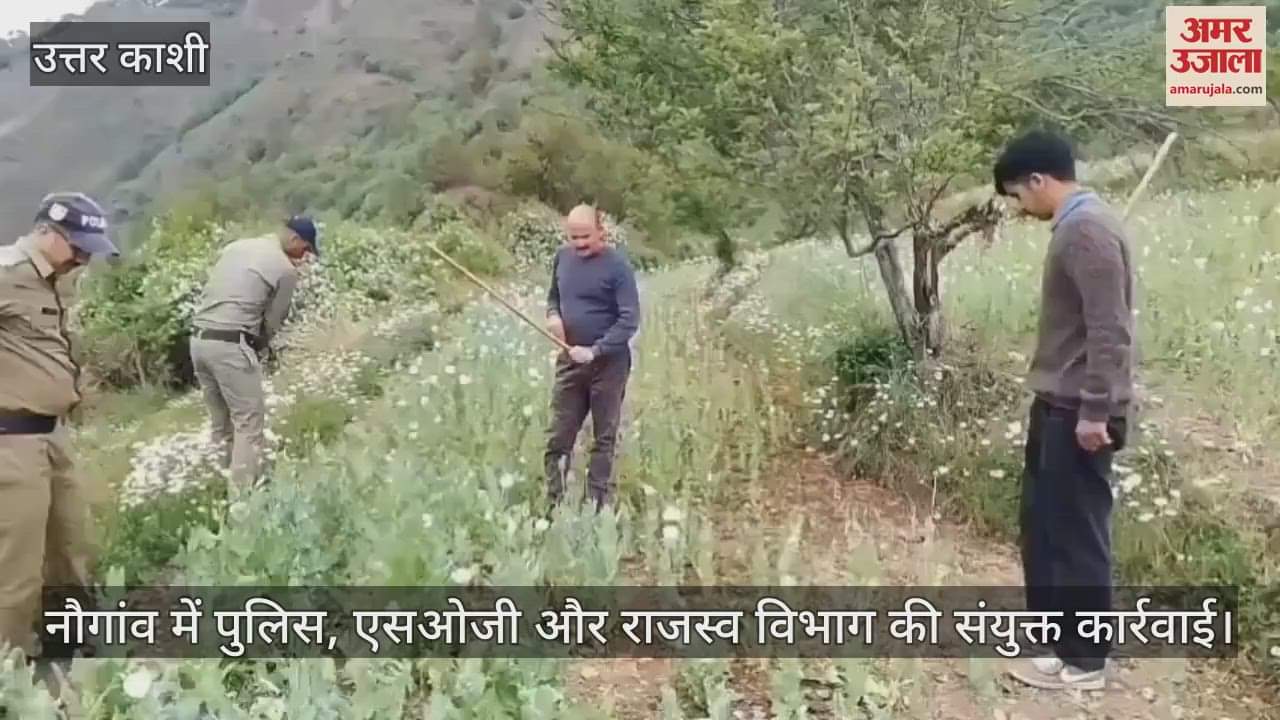 Action by Police, SOG and Revenue Department in Uttarkashi Illegally grown opium crop destroyed