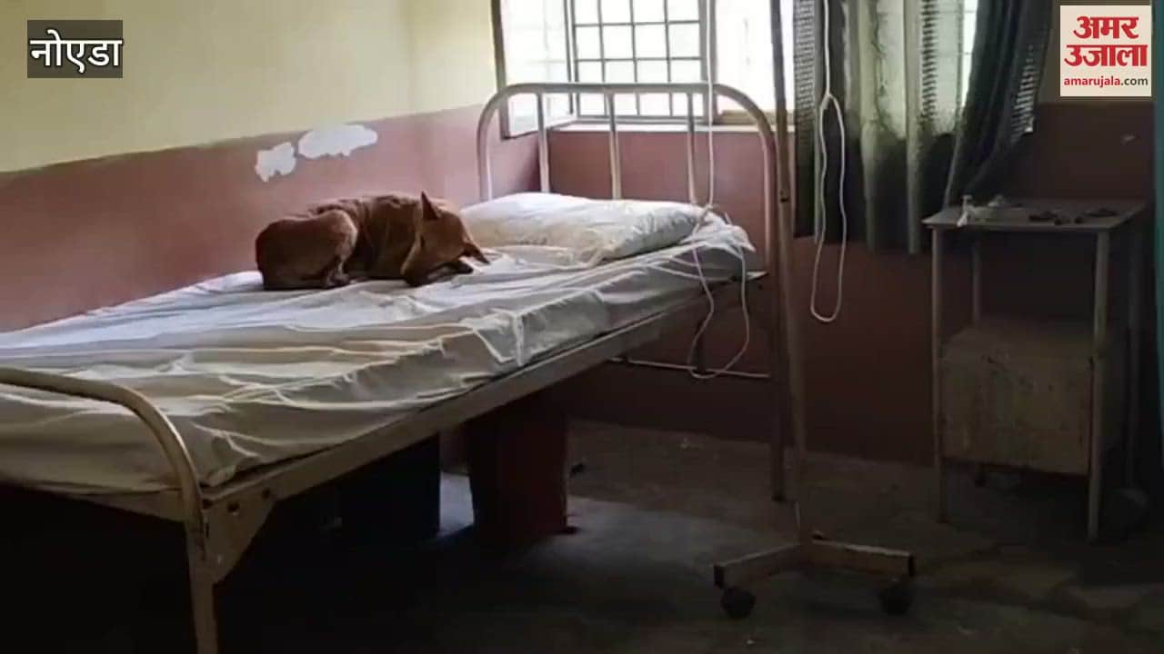 Dog resting on patient bed in greater noida Primary Health Center Video