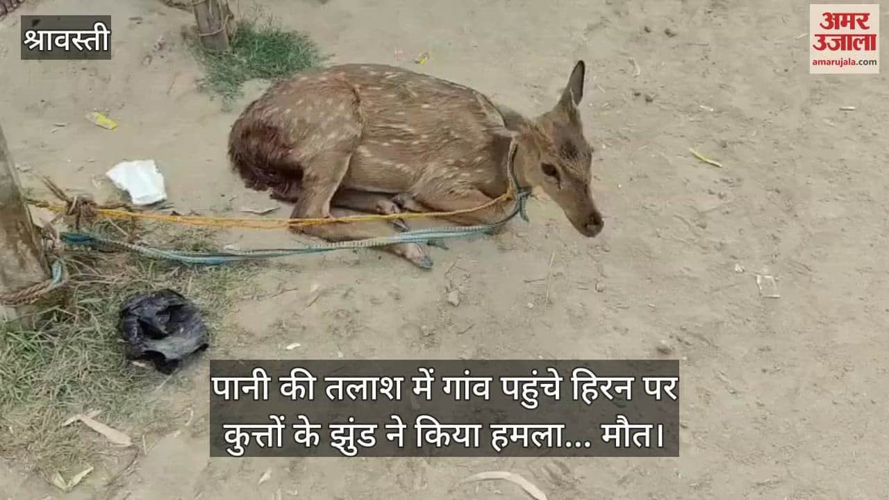 श्रावस्ती में पानी की तलाश में गांव पहुंचे हिरन पर कुत्तों के झुंड ने किया हमला... मौत