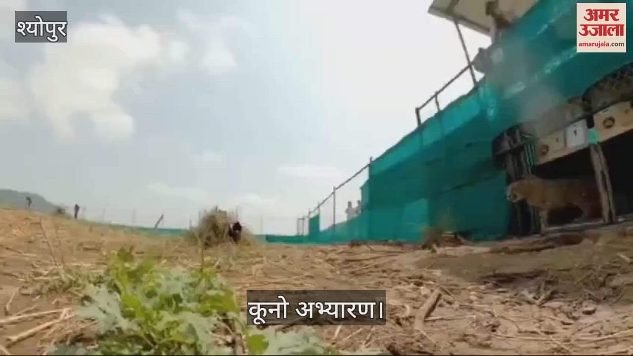 Kuno National Park's special initiative on Mother's Day, released video of female cheetah Veera and two cubs