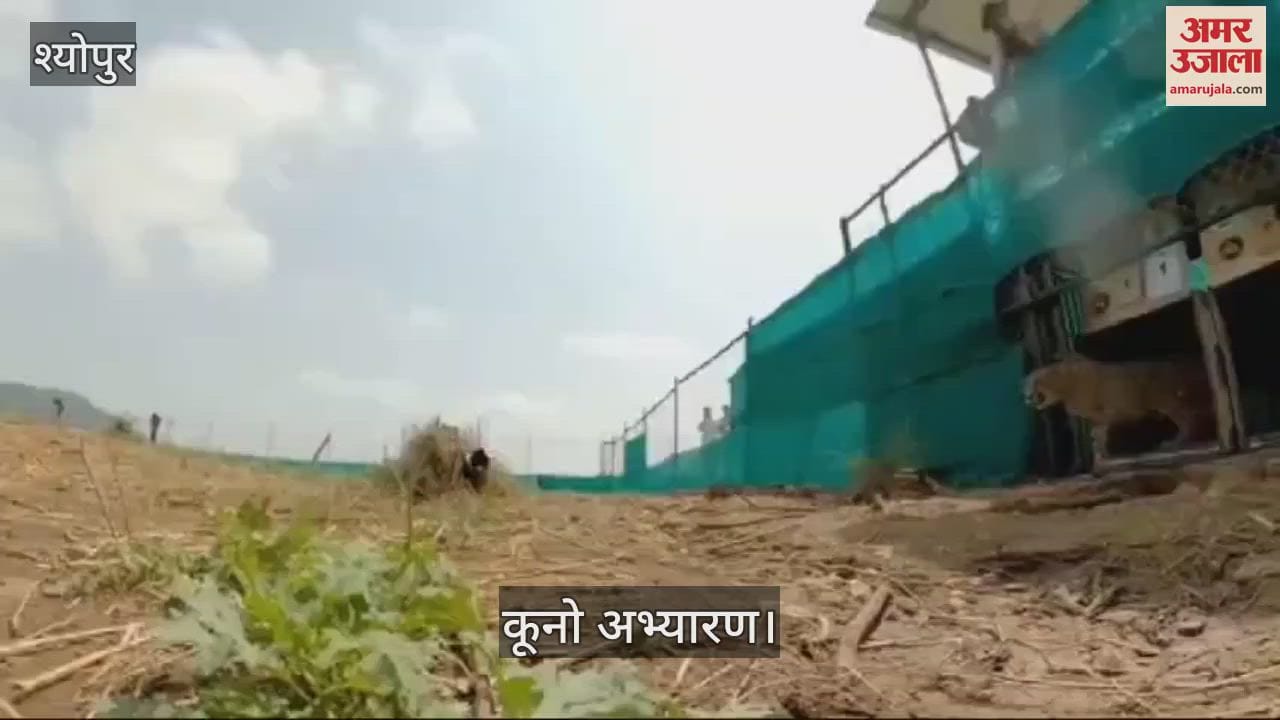 Kuno National Park's special initiative on Mother's Day, released video of female cheetah Veera and two cubs