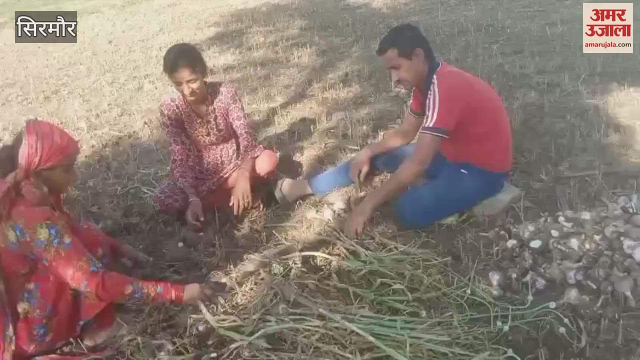 Sirmaur Continuous rain affects the digging of garlic