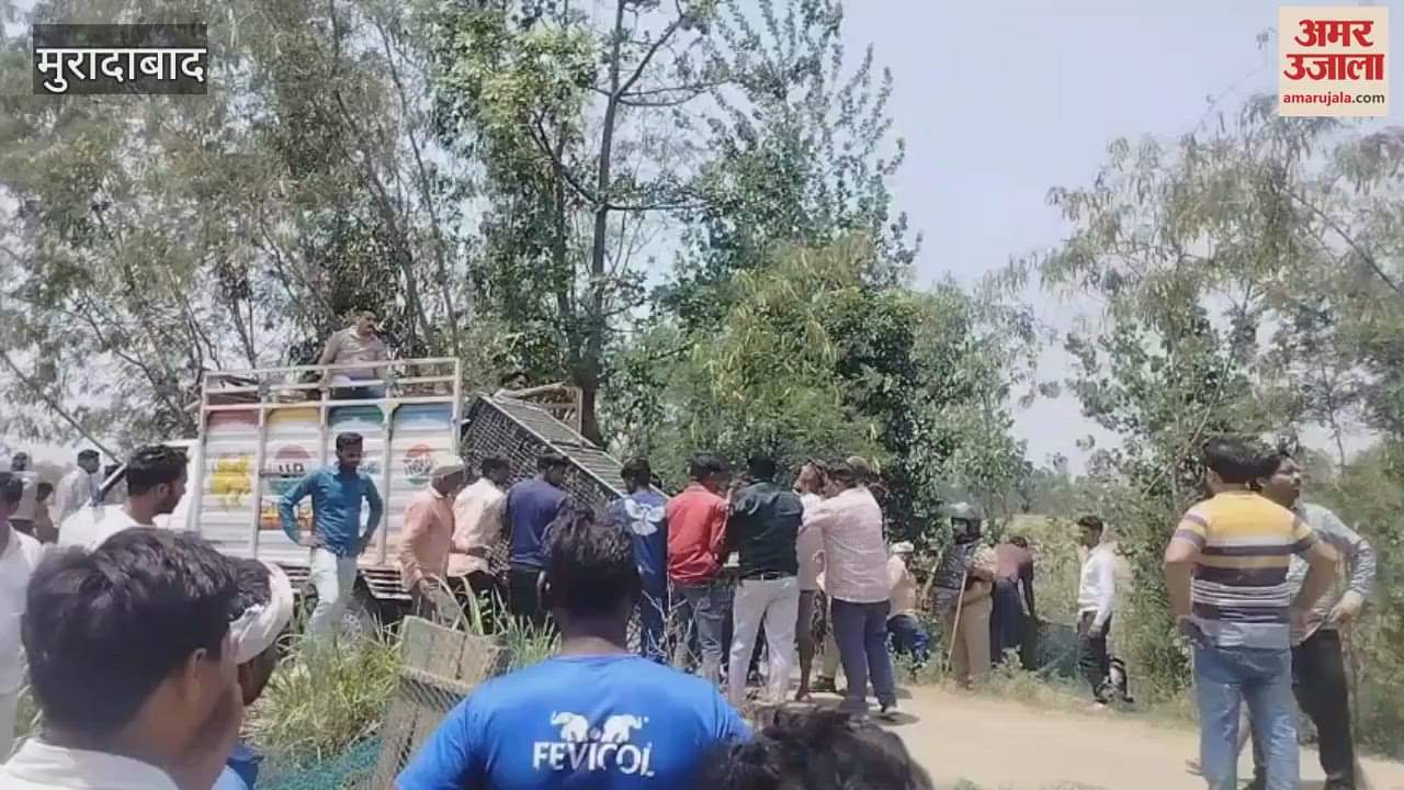 Farmer injured in leopard attack, caught by forest department after five hours long operation