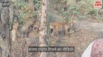 Viral video in Sanjay Tiger Reserve raises questions on security