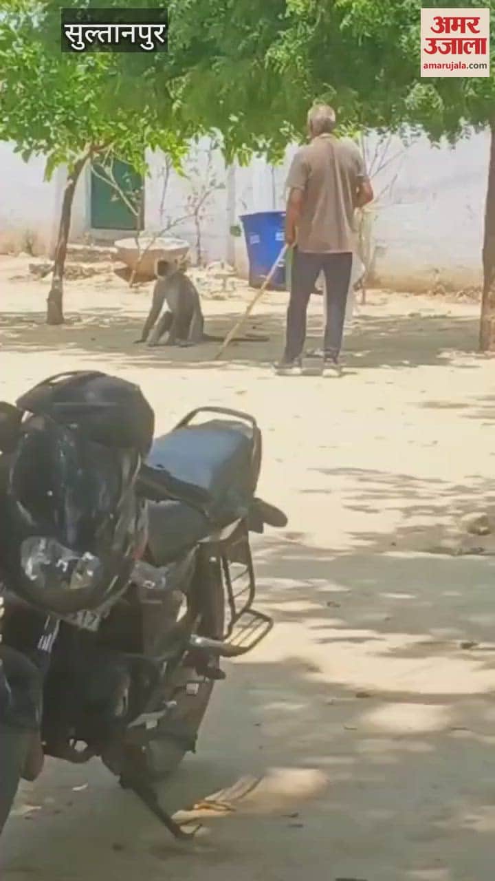 Sultanpur: चार दिनों से उत्पात मचा रहा लंगूर, अब तक कई लोगों को कर चुका है घायल